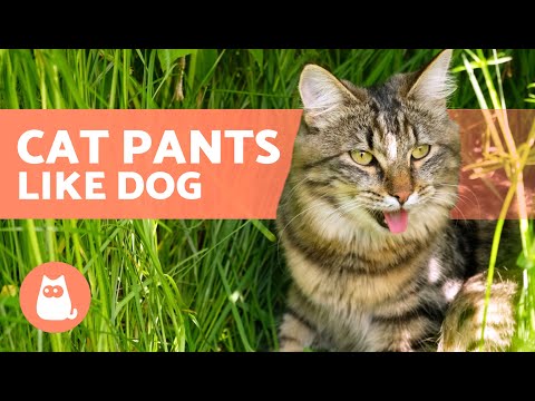 My CAT Is PANTING and BREATHING FAST 🐱👅 (Causes and What to Do)