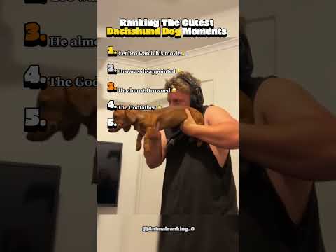 Dachshund Dogs Being Cute 😂 #short