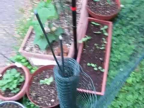 Bumblebee (mason bee?) digs around in potting soil.