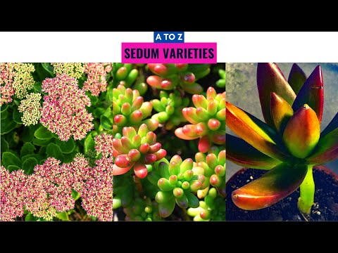 Sedum Varieties A to Z