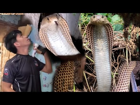 KUBO NA NILUNGGAAN NG MGA COBRA