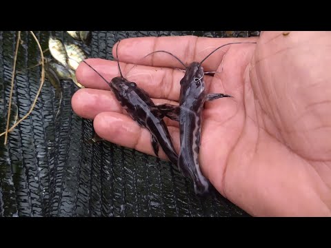 part1 Surubim em tanque de alvenaria