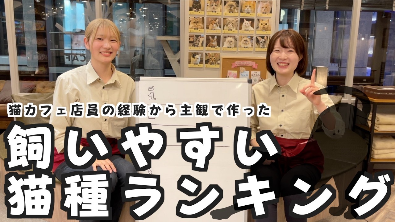 飼いやすい猫種ランキングを作ろうｂｙ猫に囲まれて働く猫カフェ店員
