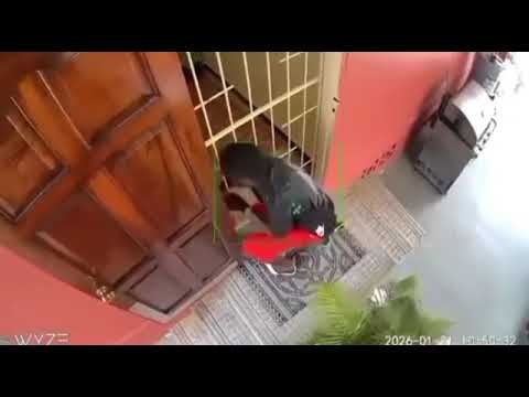 Look at this thief in Diego Martin