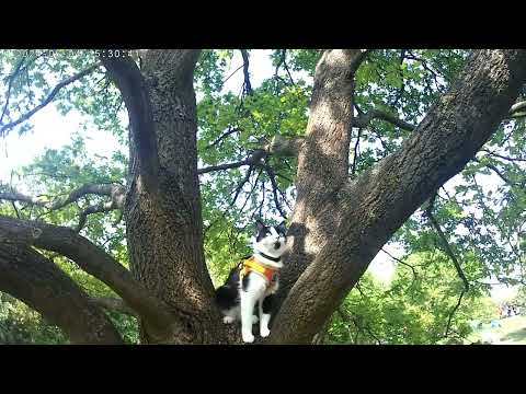 Furry piknik rozhledna Doubravka 4.5. 2024 UNCUT ( 9.)