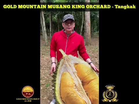 Welcome Tunku Visited To Gold Mountain Musang King Orchard - Part 2