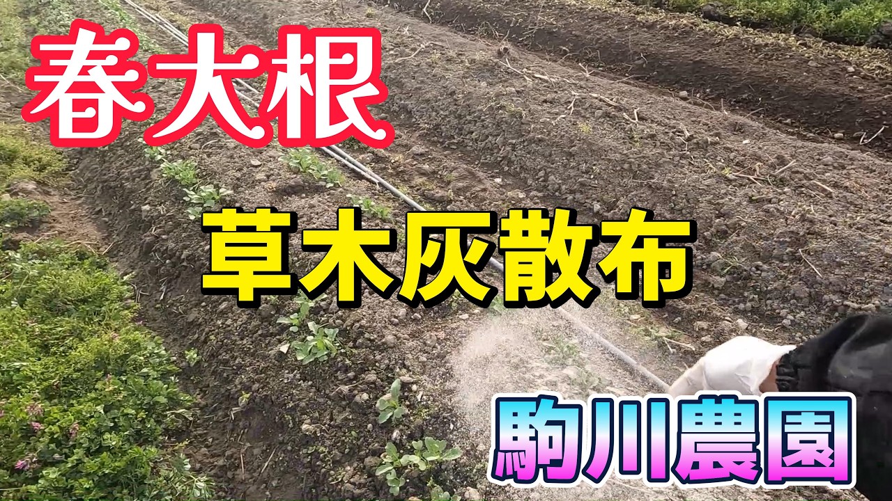 春大根の管理　駒川農園　26.4.2