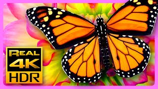 Beautiful Summer Colors in 4K HDR 🦋 Amazing Butterflies & Flowers, Relaxing TV Screensaver HDR Demo