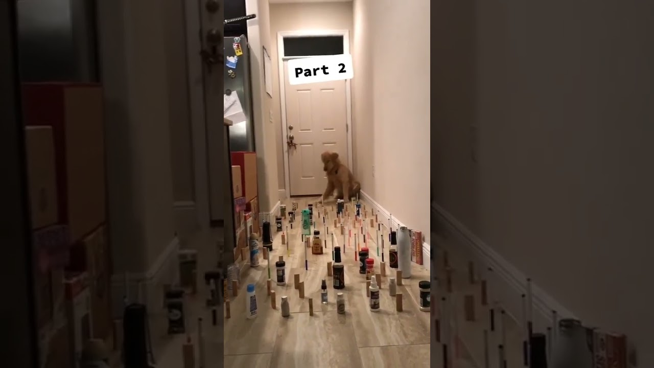 Chó mà khéo như mèo, chắc gì bạn đã khéo léo bằng hai con pets này