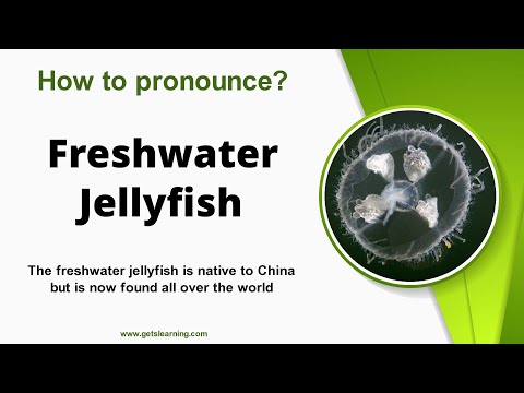 How to pronounce (Freshwater Jellyfish) in English Correctly