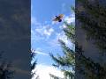 Northern Flicker Flying in his Own Unique Way! ❤️😍🤩 #flicker #shorts