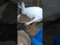 Rabbit Having Sex