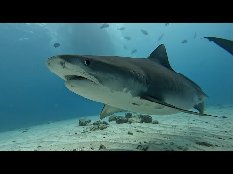 Maldives deep south liveabord