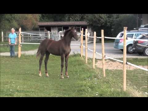 Fioretta v. Franziskus