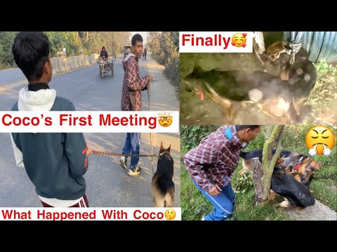 Coco’s First Meeting🤯//Coco Nu Ki Hoya🤔//Finally Dogs Meet Ho Gyi🥰@daisy_harsh