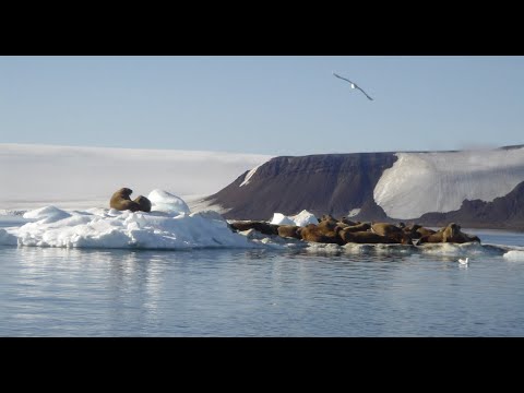 Русская Арктика
