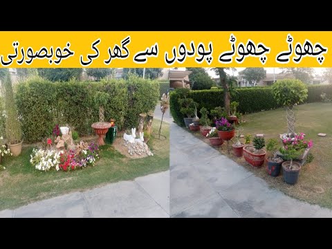 Home garden flowers decoration in small plant || Malik Jahangir official
