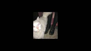 Cover art for Starshopping