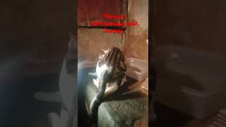 Download lagu kucing berkembang biak mp3
