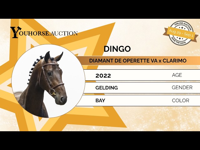 Dingo