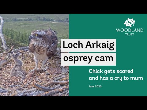 Osprey chick gets a fright and takes it out on mum - Loch Arkaig Osprey Cam Highlights