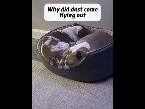 Dogs 💨😂#dogs #dogfart #funydogvideos #dogsoftiktok #funnypets