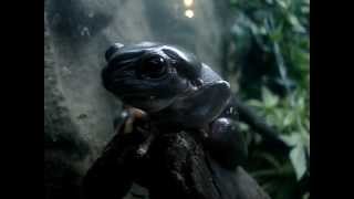 preview picture of video 'Green Tree Frogs Venom Zoo Kuranda Australia'