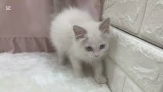 ラグドールの動画01