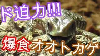 約半年前にサバンナモニターをお迎えしてました!【爬虫類,オオトカゲ,ゲージ,熱帯,飼育】