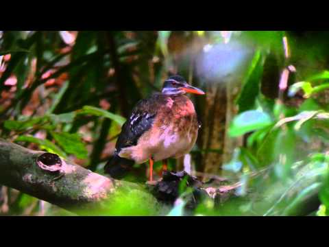 Sunbittern - Driver Eight