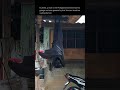 Man Finds Human Sized Bat In His Garage