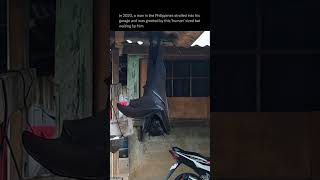 Man Finds Human Sized Bat In His Garage