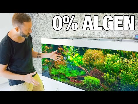 Das Geheimnis zu einem algenfreien Aquarium!