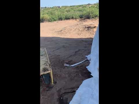 HUGE RATTLESNAKE with my dogs