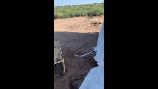 Download lagu HUGE RATTLESNAKE with my dogs mp3