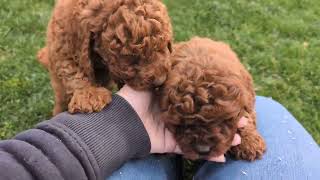 Video preview image #1 Goldendoodle (Miniature) Puppy For Sale in COCHRANVILLE, PA, USA