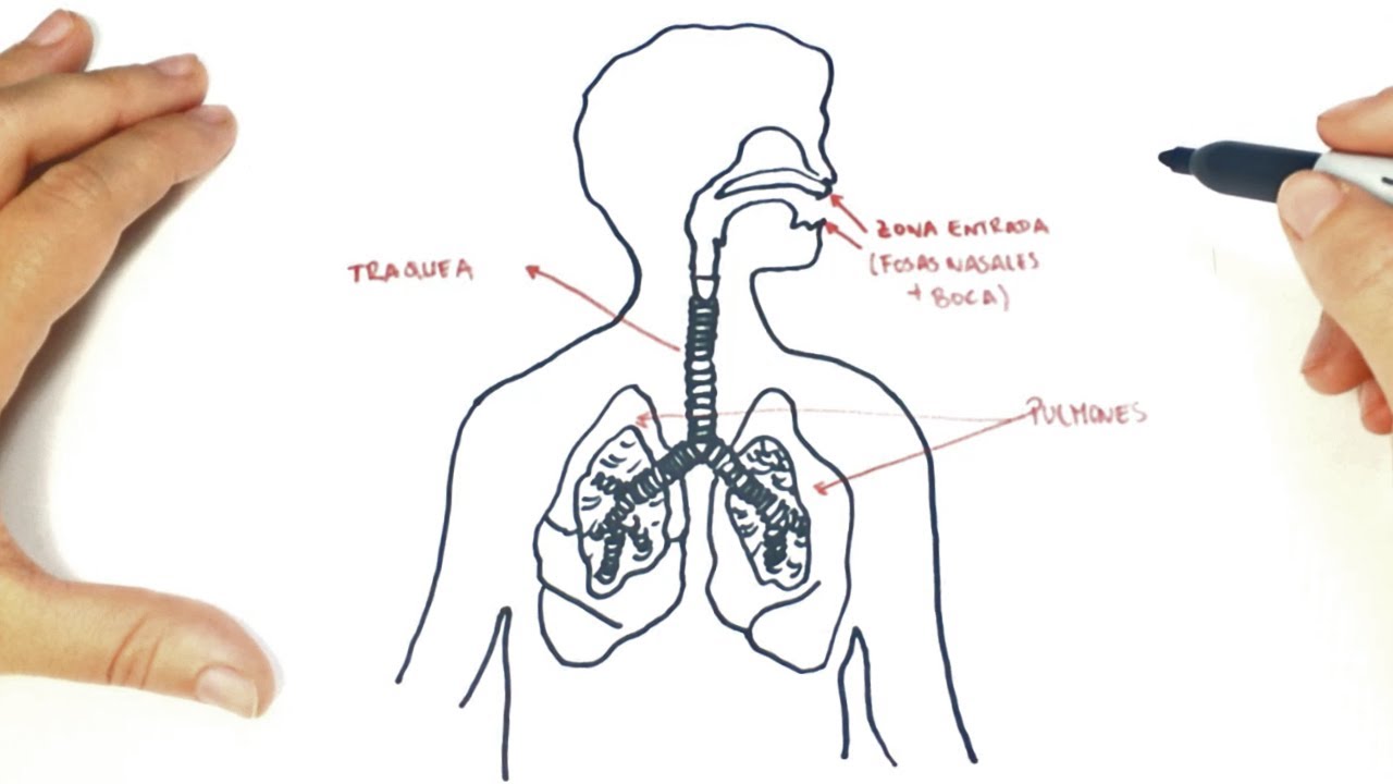 Cómo dibujar el Sistema Respiratorio paso a paso | Dibujo fácil del Sistema Respiratorio