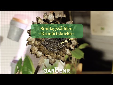 Söndagssådden - Kronärtskocka och Kardon - Trädgårdshacks med GardenR