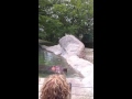 Hippo Being Fed At The Detroit Zoo