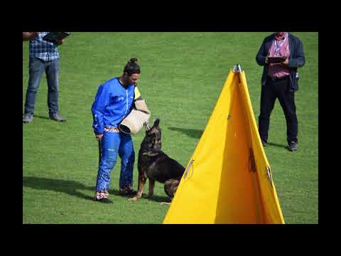 2019 WUSV WM in Modena Saturday slideshow part 4