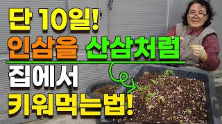 10일만에 집에서 인삼을 산삼처럼 키워먹는 제일쉬는방법 산삼 장뇌삼 산양삼 새싹삼