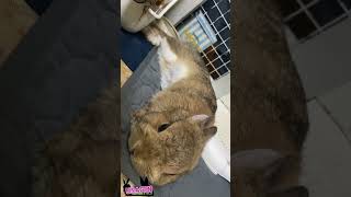 溶けてるうさぎ🐇