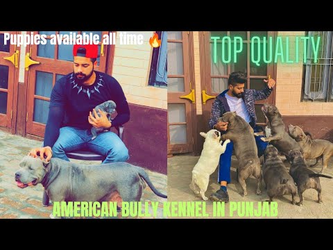 Best Dog kennel in Punjab||American bully breeder Navjot kang 🔥