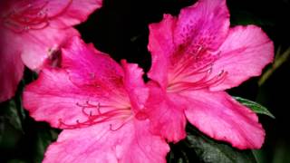 Dreamin The Dream   Fleetwood Mac