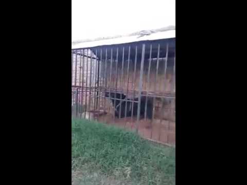 Aggressive Rottweiler (ecco)