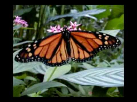 Klampf Attacke - Lass uns