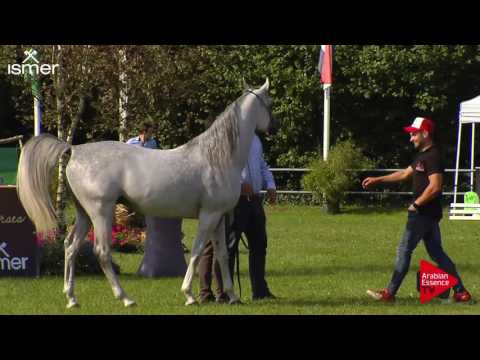 3 rd placeN.161 SHAMS SHARAV AA - Ströhen 2017 Int B-Show - Senior Stallions Championship (Class S)