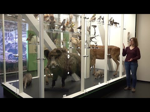 Zeit für Natur im Pfalzmuseum (1) – Raum Pfälzerwald