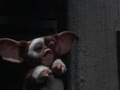 Gizmo Kaka