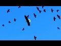 Bald Eagle Attacked By Flock (Murder) of Crows